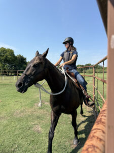 Horse training session at Gammon Family Farm